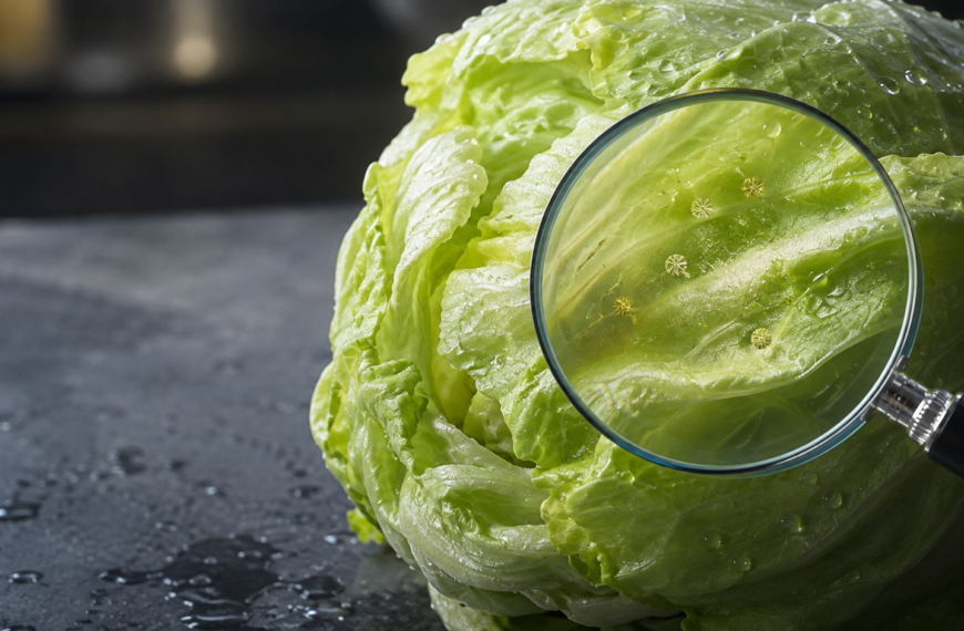 Cyclosporiasis Parasite Hidden on Fresh Lettuce